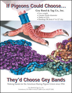 Trade Ad design for Gey Bands